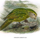 Illustration for article titled These Are The Worlds Weirdest Birds